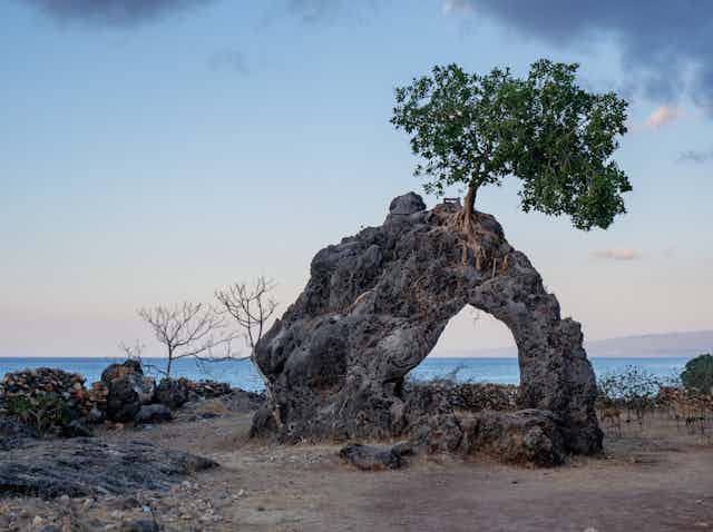 Tree growing on unusual rock formation with ocean in the background
