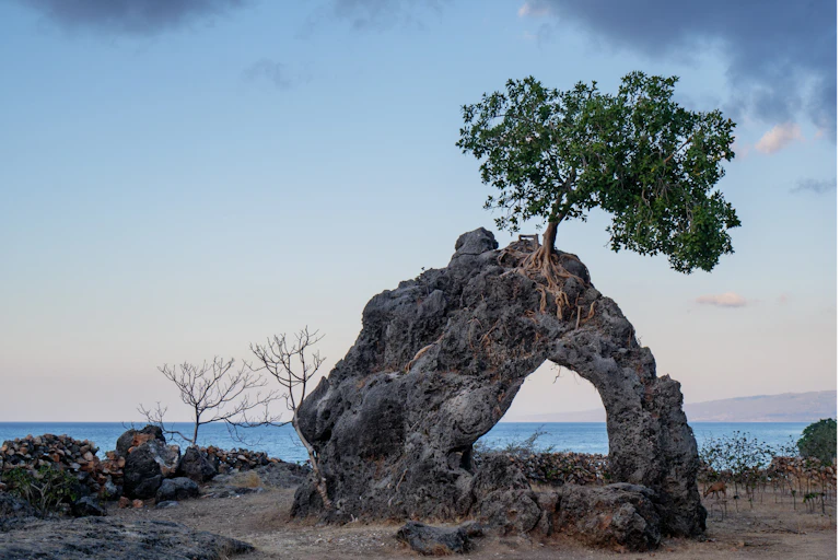 Tree growing on unusual rock formation with ocean in the background