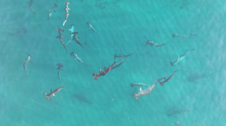 A school of scalloped hammerhead sharks in shallow seas
