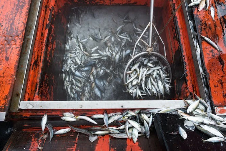 Un grand bateau rempli de poissons