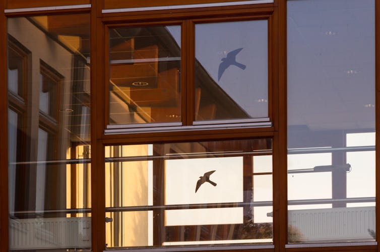 A window tinged with dark stickers and lined with PVC frames reflecting a bird in flight.