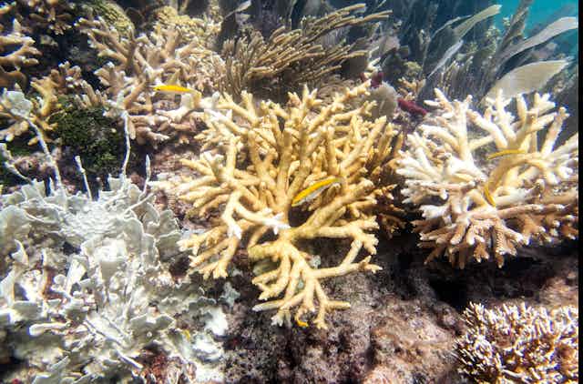 A bleaching coral with small fishes.