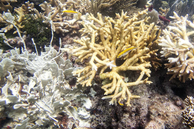 A bleaching coral with small fishes.