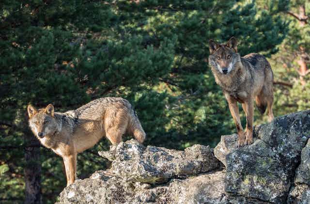 Two Iberian wolves standing on a rock.