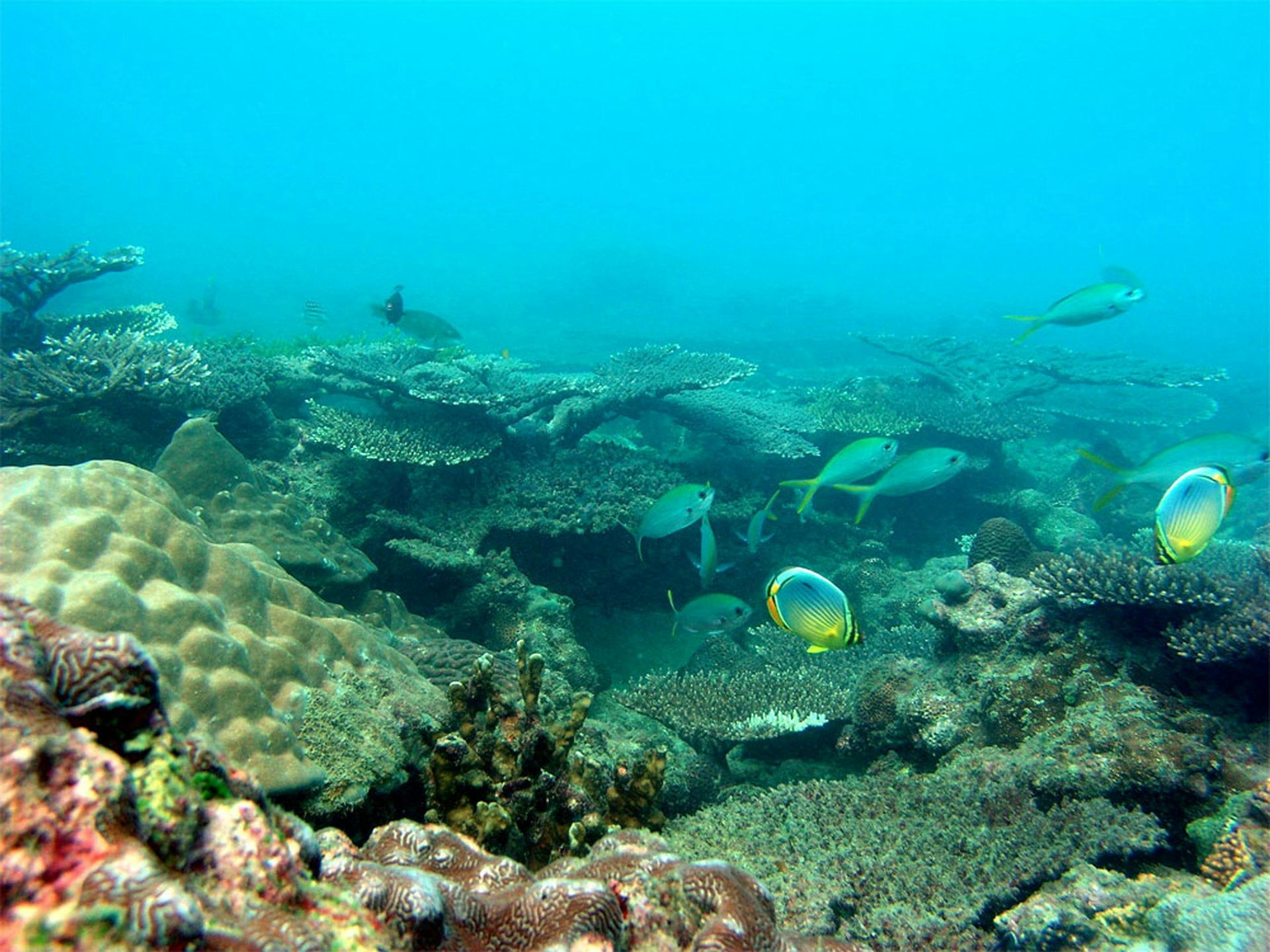 A coral reef with various fishes.