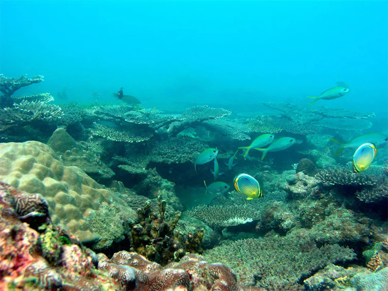 A coral reef with various fishes.