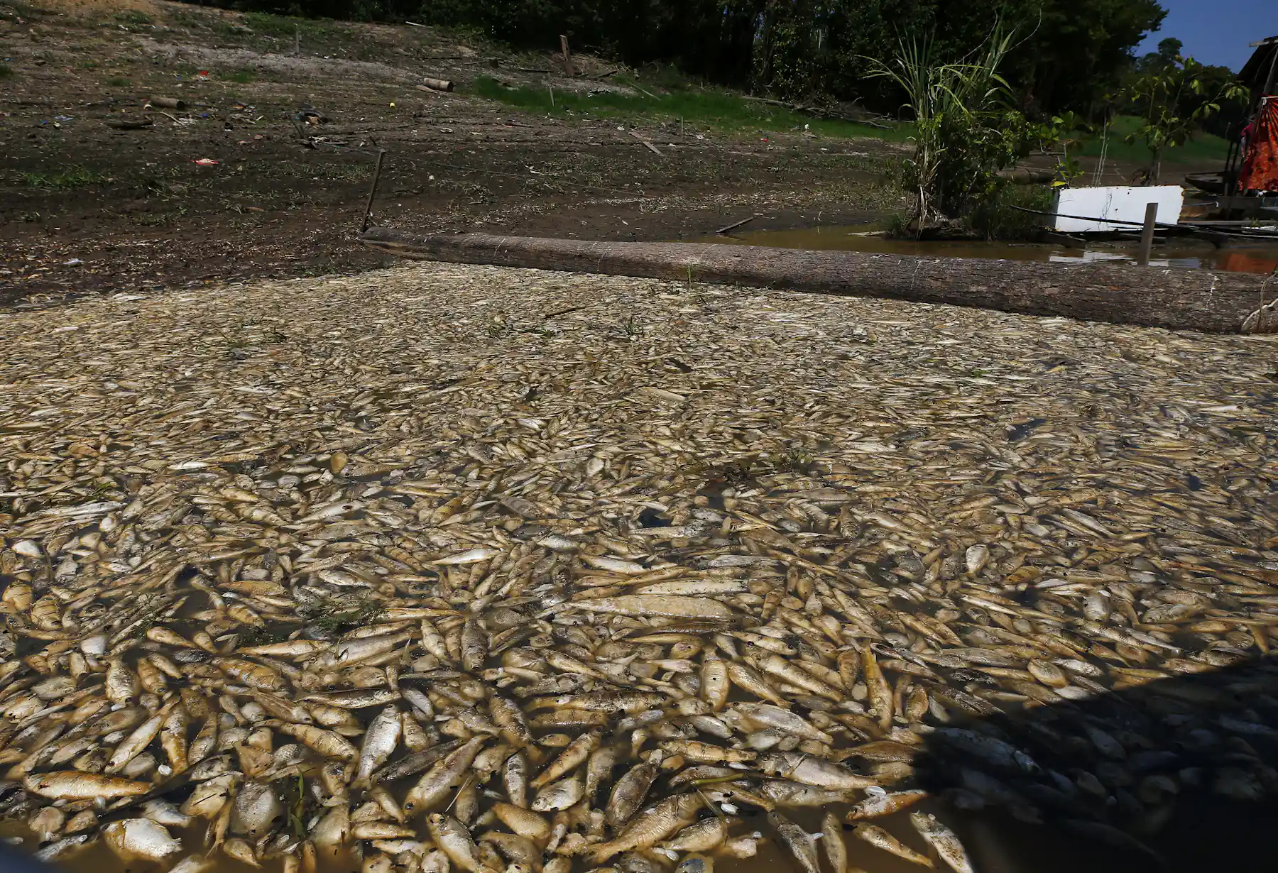 Sudden Environmental Changes Examples How climate change-induced stress is altering fish hormones — with huge ...