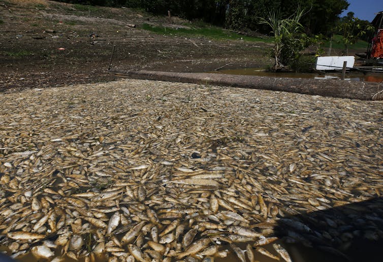 Dead fish floating in the water by a small building.