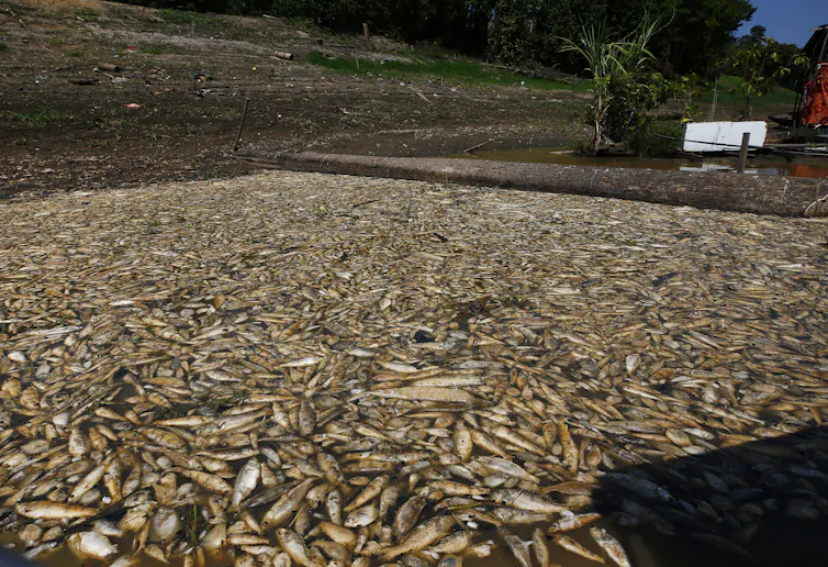 Dead fish floating in the water by a small building.