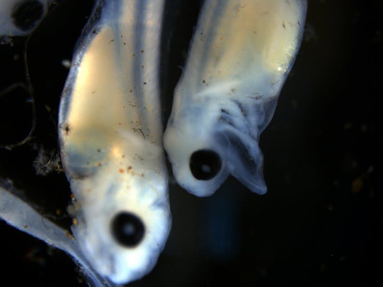 Two fish larvae seen close-up.