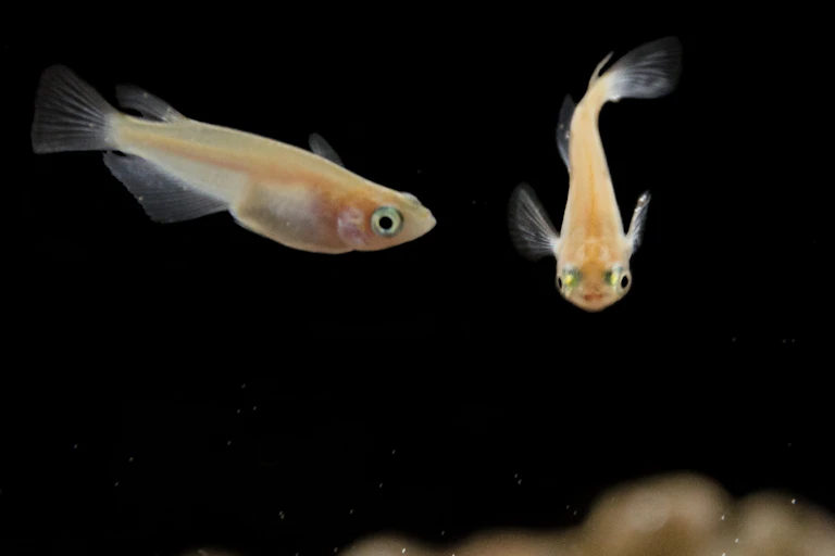 Two fish larvae seen against a black backdrop over a sandy peak.