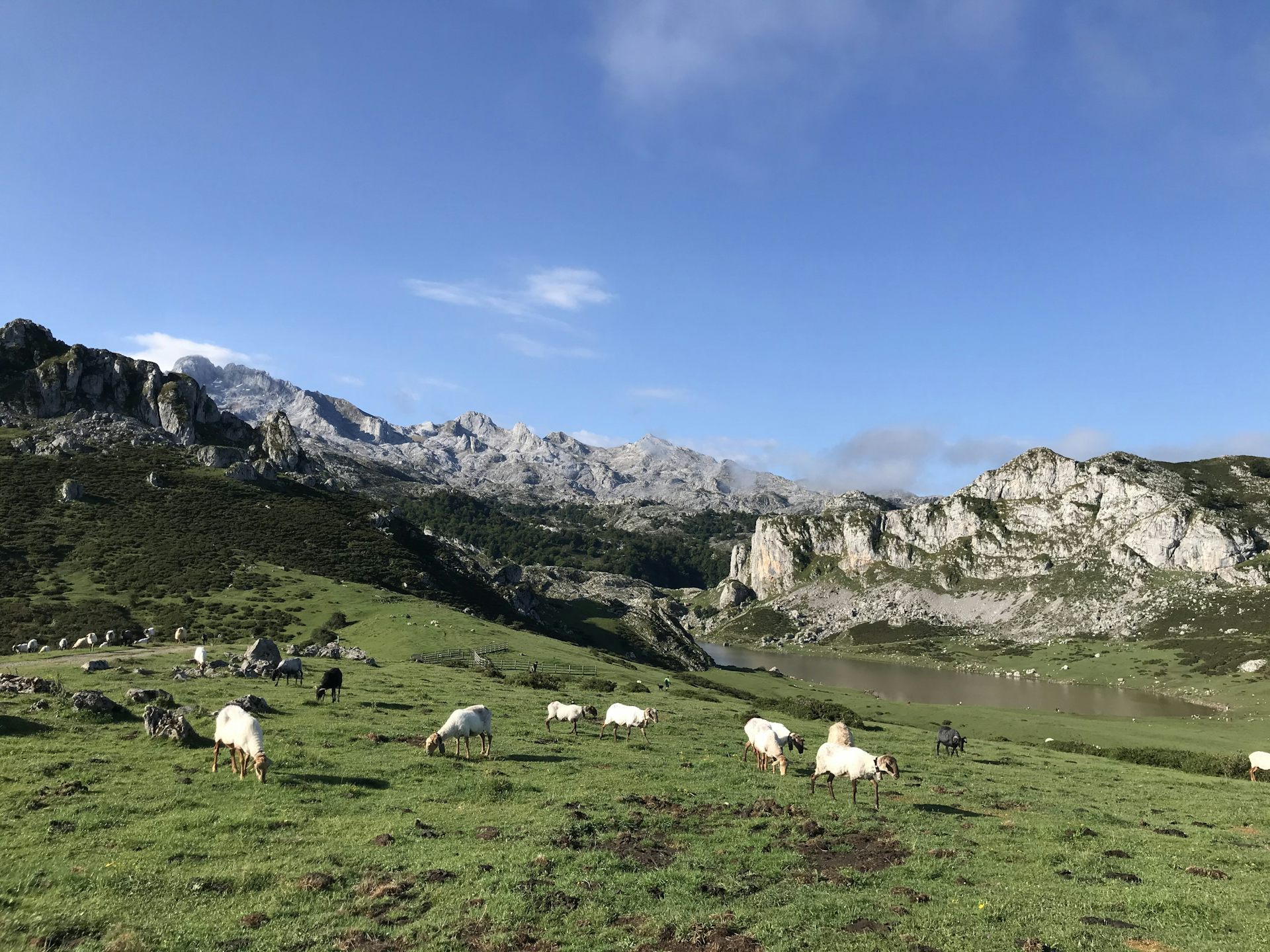 Free-roaming sheep in Spain.