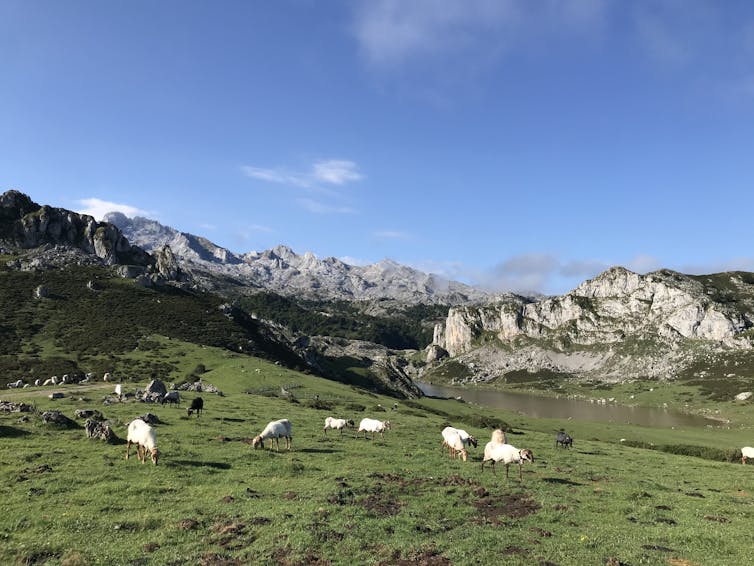 Free-roaming sheep in Spain.