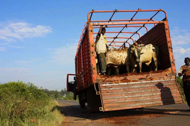 A truck loaded with cattle