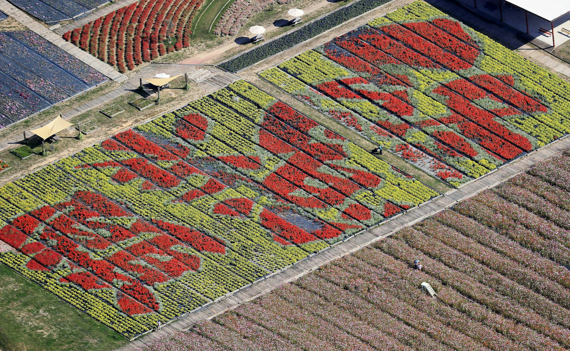 A field planted in red and yellow flowers that write out a message in Chinese characters.