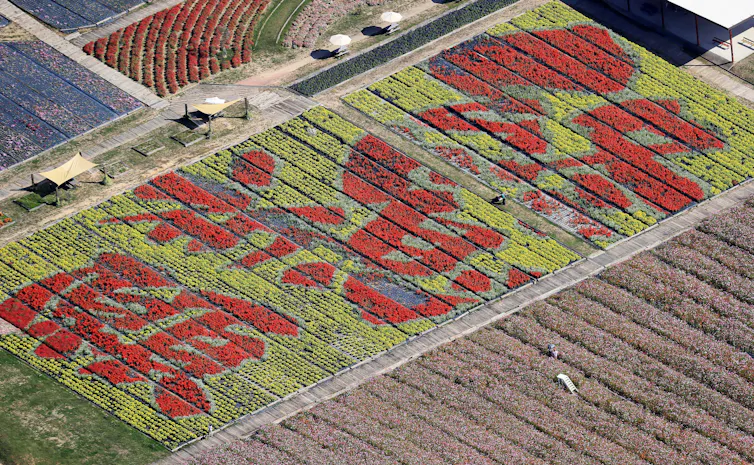 A field planted in red and yellow flowers that write out a message in Chinese characters.