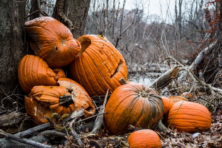 A pile of abandoned rotting pumpkins.