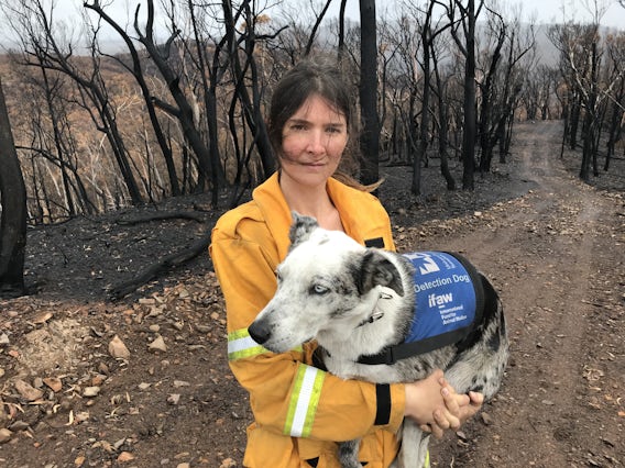 A wildlife rescuer wearing fire protective gear carries detection dog Bear