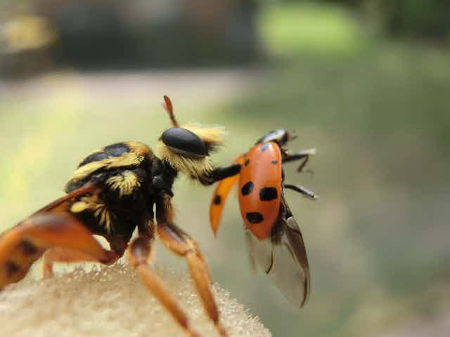 yellow and black fly has ladybug pinned on long black mouthpart