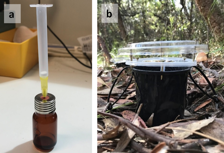 A side by side photo of a glass bottle with a tube sticking out and a black plastic cup on leaf litter