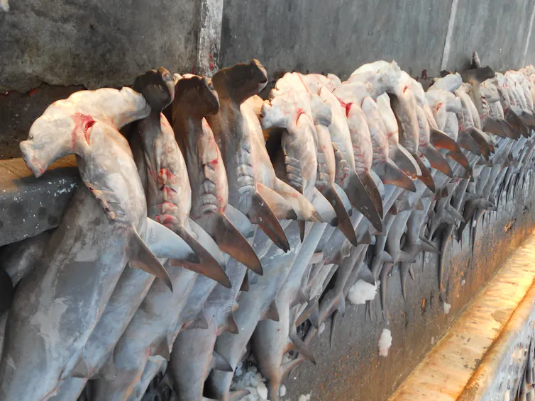 A row of dead scalloped hammerhead sharks killed for their fins