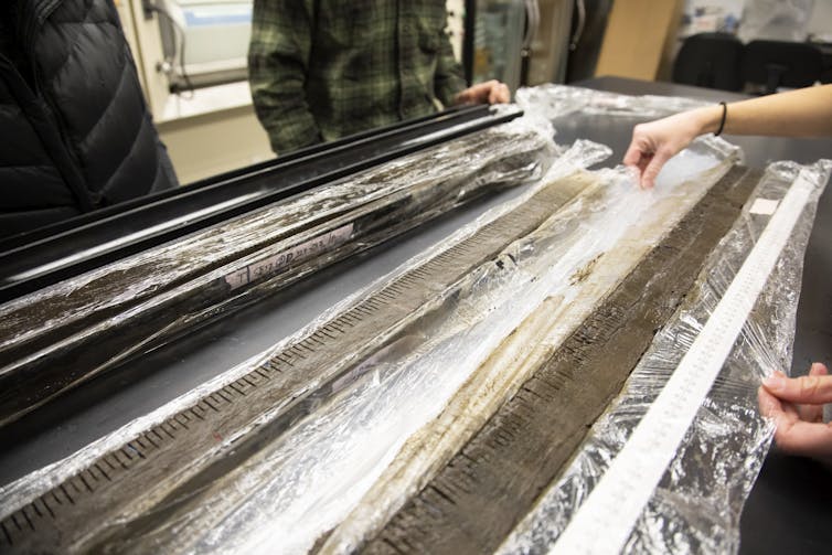 Long tubes of lake floor sediment are opened on a table.