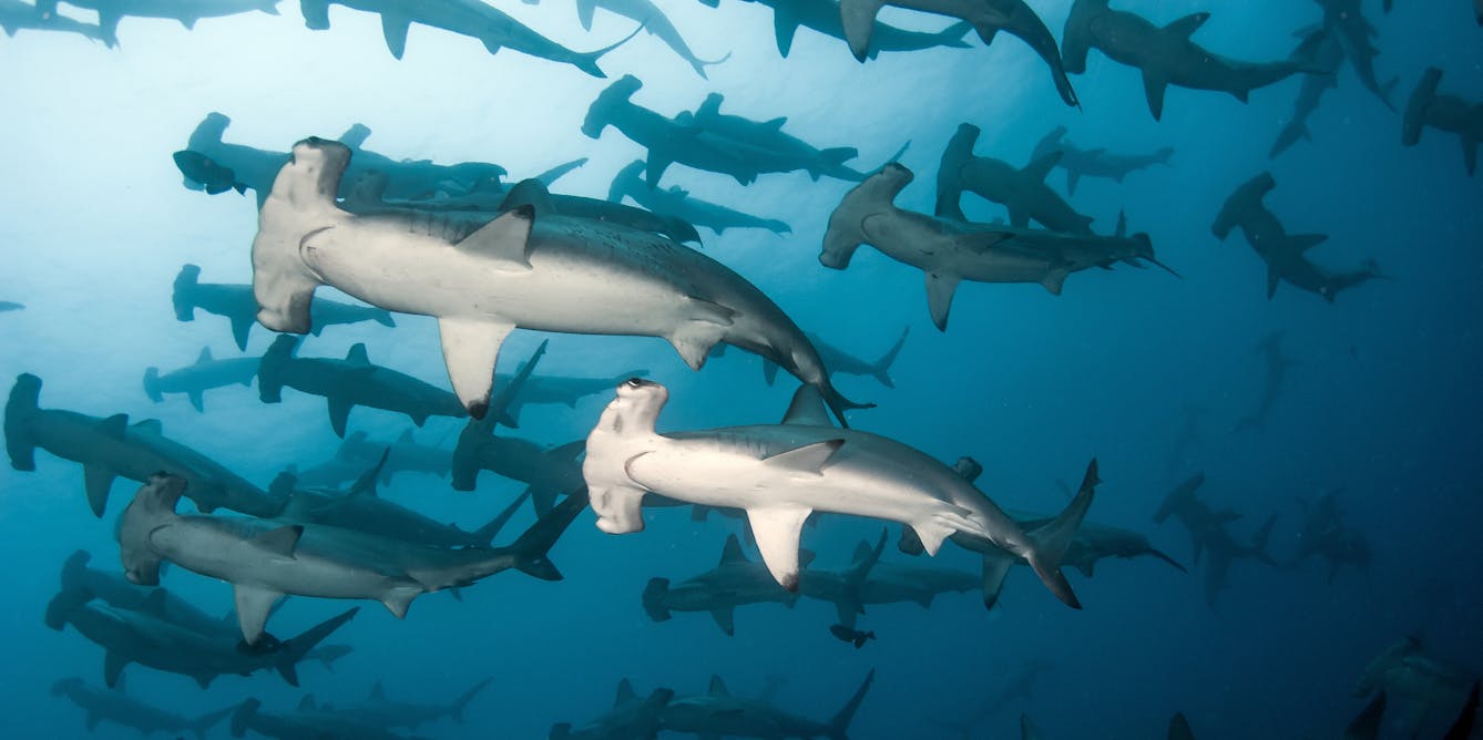 Critically endangered scalloped hammerheads gather in seas off Perth. They  need protection