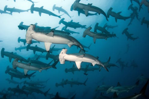 Critically endangered scalloped hammerheads gather in seas off Perth. They need protection