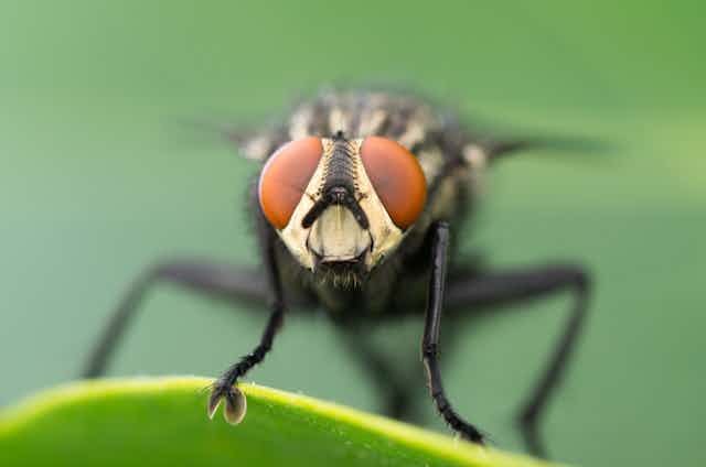 A macro photograph showing a red-eyed fly standing on a leaf, facing the camera.