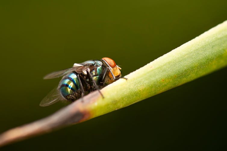 A photo of a sparkly, metallic blue fly perched on a green leaf or stem.