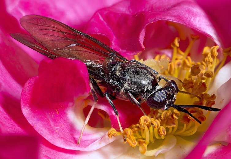 A photo of a skinny black fly sitting in the middle of a yellow and pink flower.