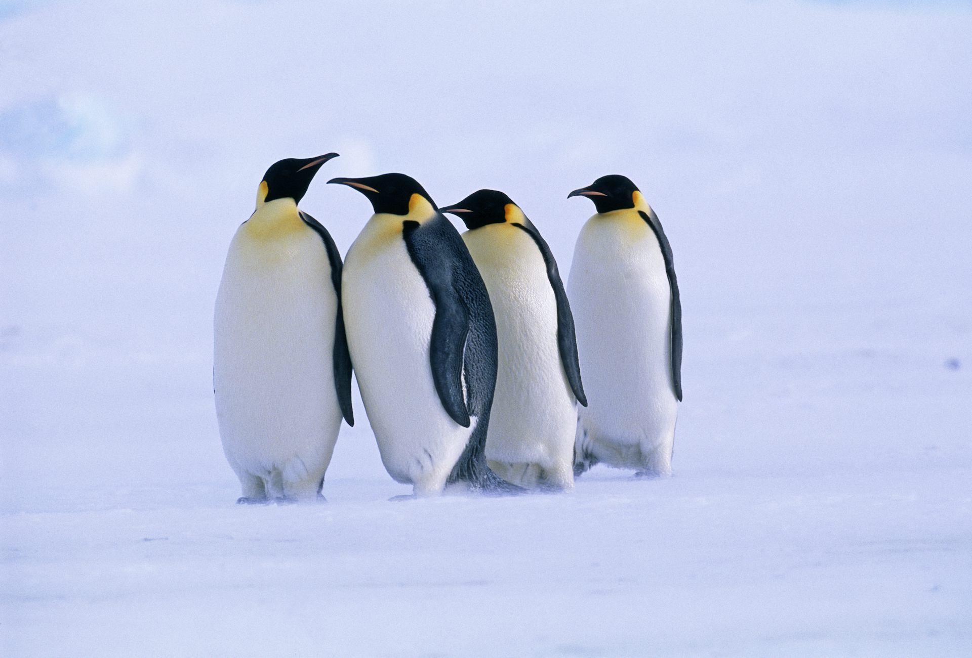 A group of Emperor penguins on sea ice.