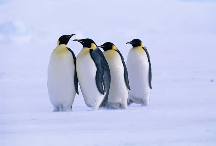 Un gruppo di pinguini imperatori sul ghiaccio marino.