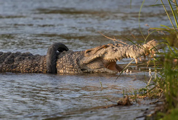 crocodile on mudflat with motorcycle tyre stuck round neck