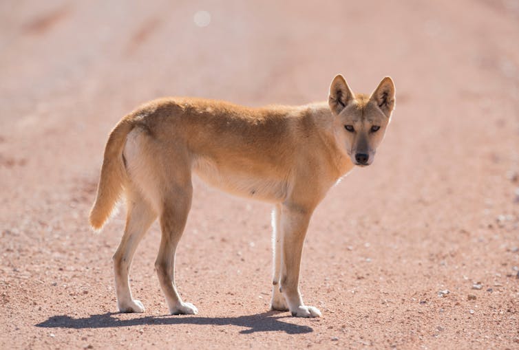 A russet dog with pointy ears standing on red soil and looking at the camera