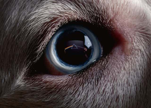 The cover to Dark Side of the Moon: Redux.  Original cover is shown as a reflection in an animal eye.