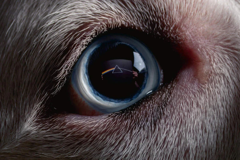 The cover to Dark Side of the Moon: Redux. Original cover is shown as a reflection in an animal eye.