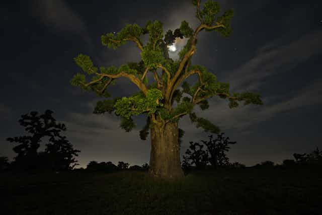 A baobab tree lit by the moon behind it in a cloudy night sky.