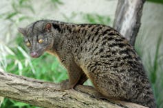 Small mammal with yellow eyes perches on tree branch.