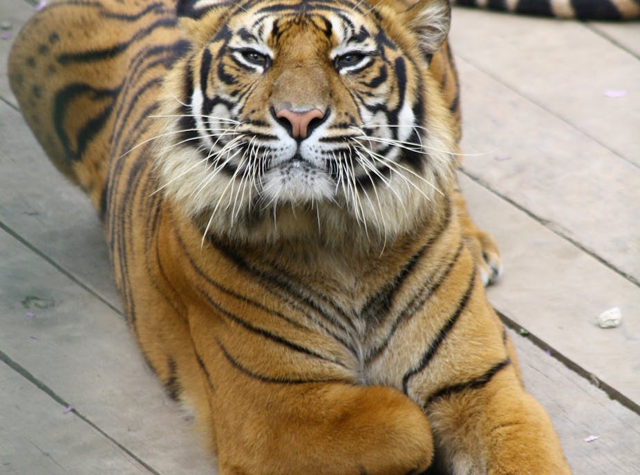 A three-legged tiger
