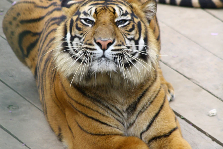 A three-legged tiger