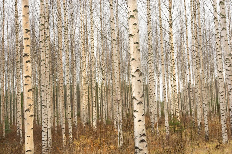 a copse of birch trees