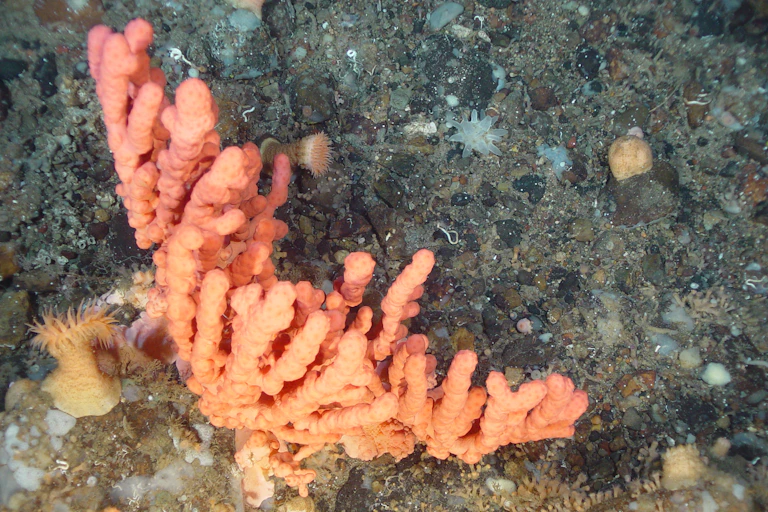 corail dans le fond de la mer