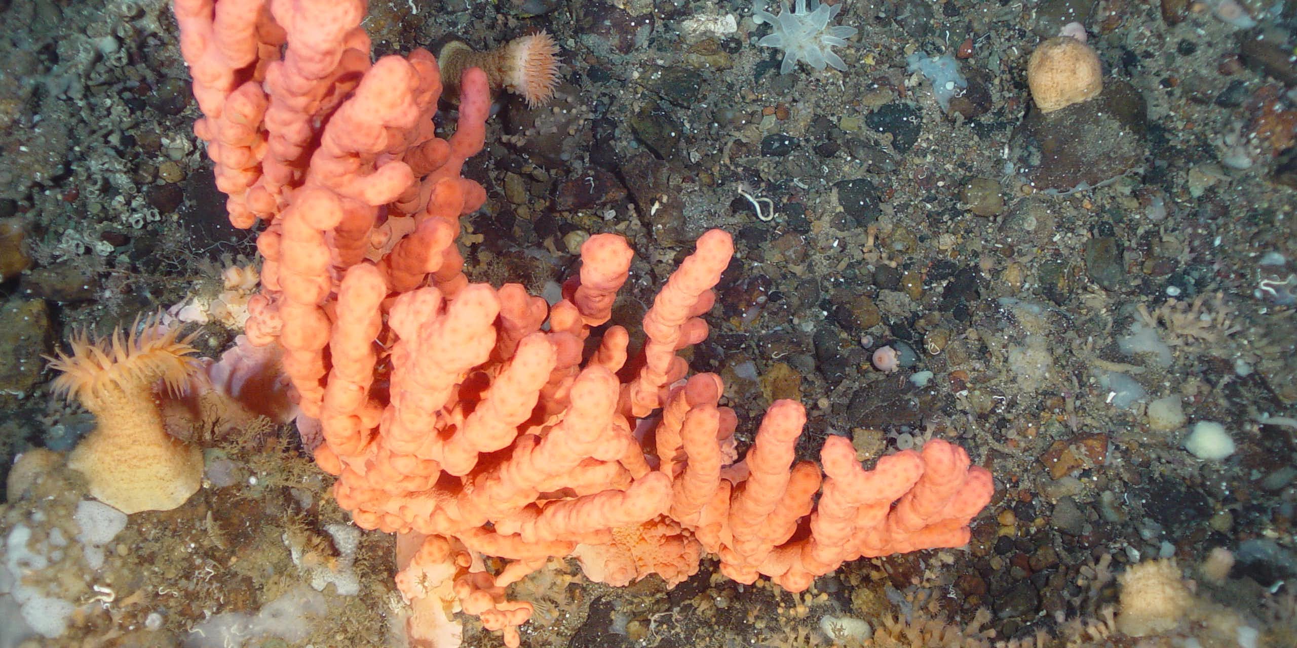 corail dans le fond de la mer