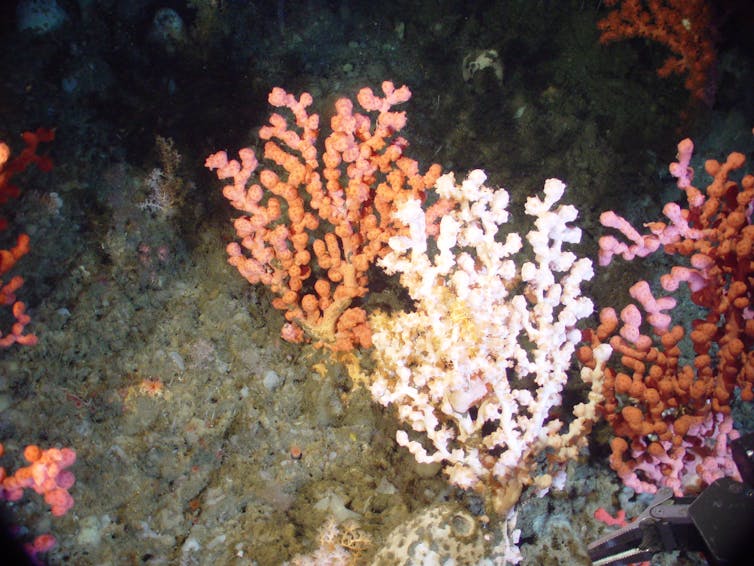 corals on the seabed