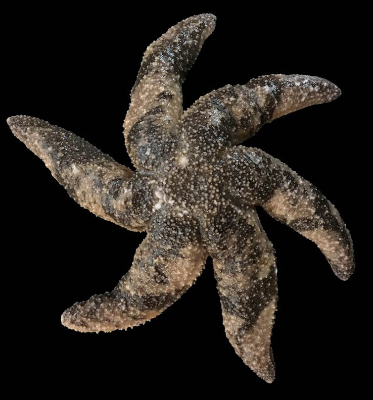 starfish