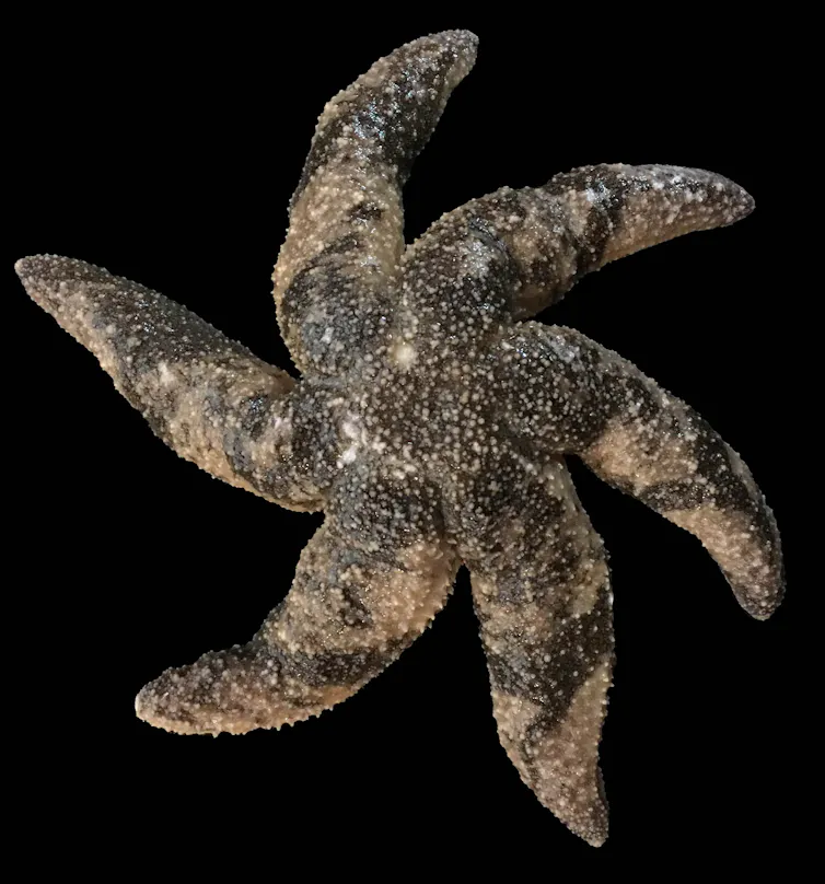 starfish