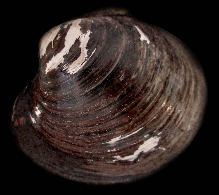 mollusque bivalve