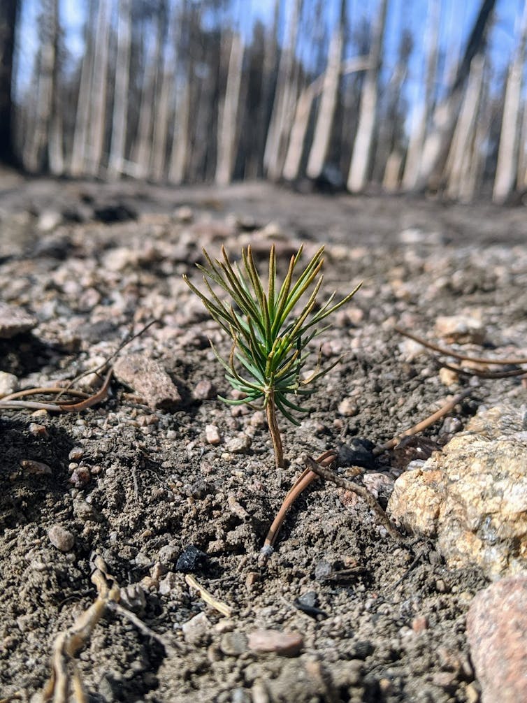 A tiny pine seedling in a vast landscape of burned trees and soil.