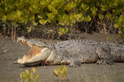 Saltwater crocodiles are slowly returning to Bali and Java. Can we learn to live alongside them?